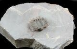 Unidentified Lichid Trilobite From Jorf - Belenopyge Like #56813-2